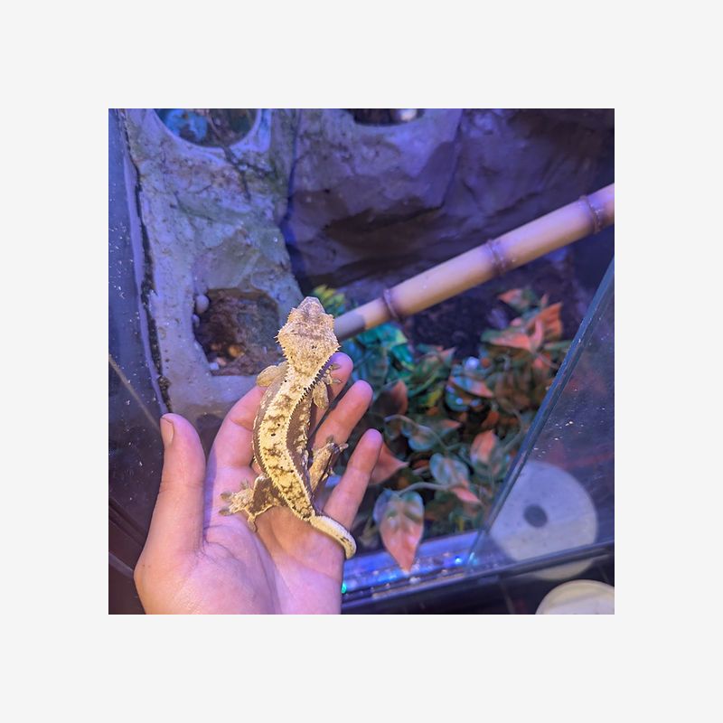 CRESTED GECKO (CORRELOPHUS CILIATUS) HARLEQUIN DALMATIAN PINSTRIPE