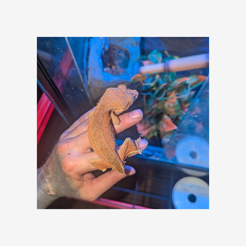 CRESTED GECKO (CORRELOPHUS CILIATUS)RED PHANTOM MALE