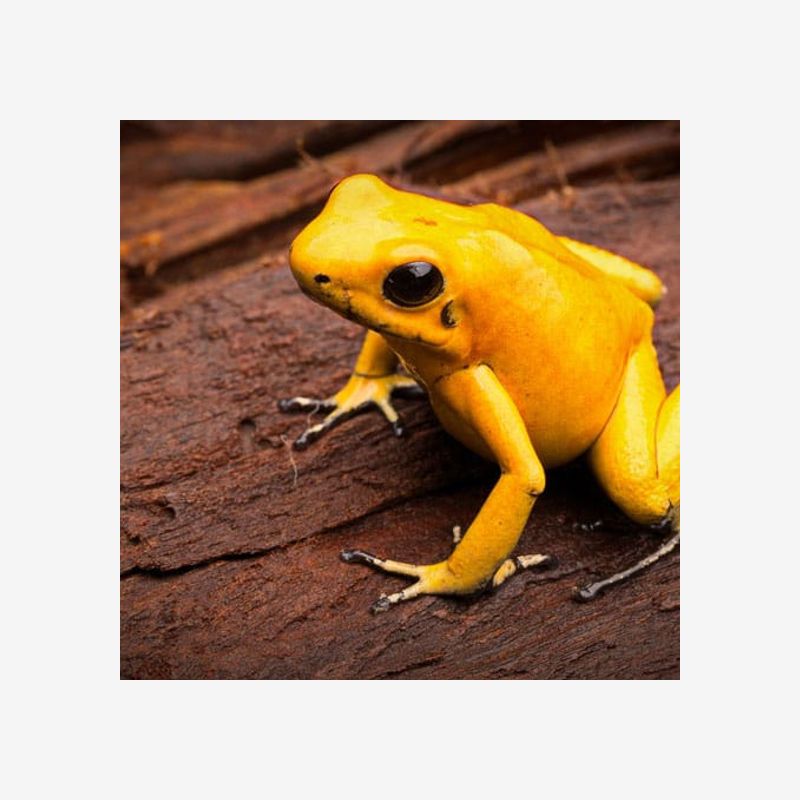 PHYLLOBATES TERRIBILIS 'YELLOW' GOLDEN POISON DART FROG)