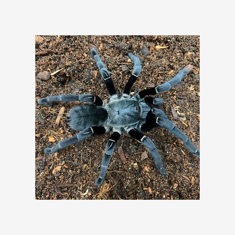 ORNITHOCTONUS SP 'UTHAI THANI' 5"♀️ female 