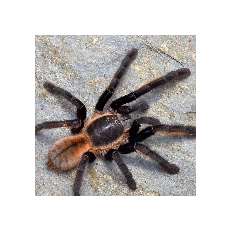 ORNITHOCTONUS AUREOTIBIALIS (THAI GOLDEN FRINGE) 4-5" female ♀️