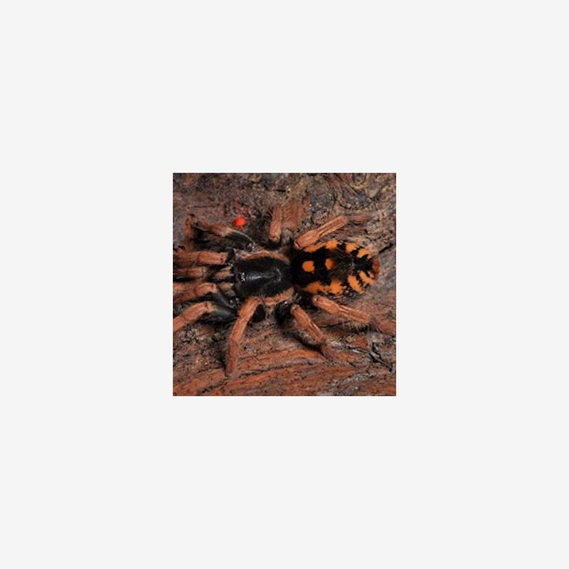HAPALOPUS VANGOGHI (SPECKLE PATCH) 0.5"