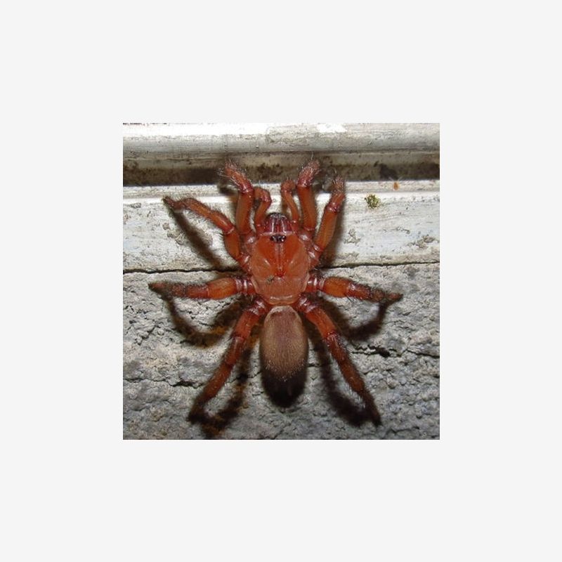 MYRMEKIAPHILA COMSTOCKI(COMSTOCK'S  WAFER TRAPDOOR SPIDER)2-3"