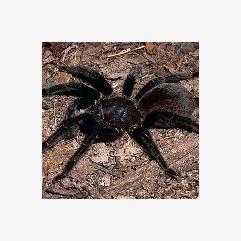 CYRIOPAGOPUS SP BIG BLACK (THAILAND BIG BLACK) 4-5" female ♀️