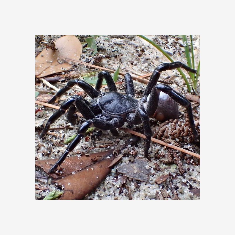 UMMIDIA RONGODWINI (CORK-LID TRAPDOOR SPIDER) 1-2"