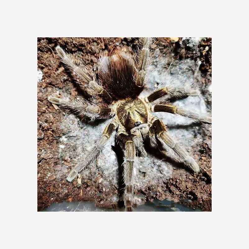 PHORMICTOPUS AURATUS (CARIBBEAN BRONZE) 5-6" male 