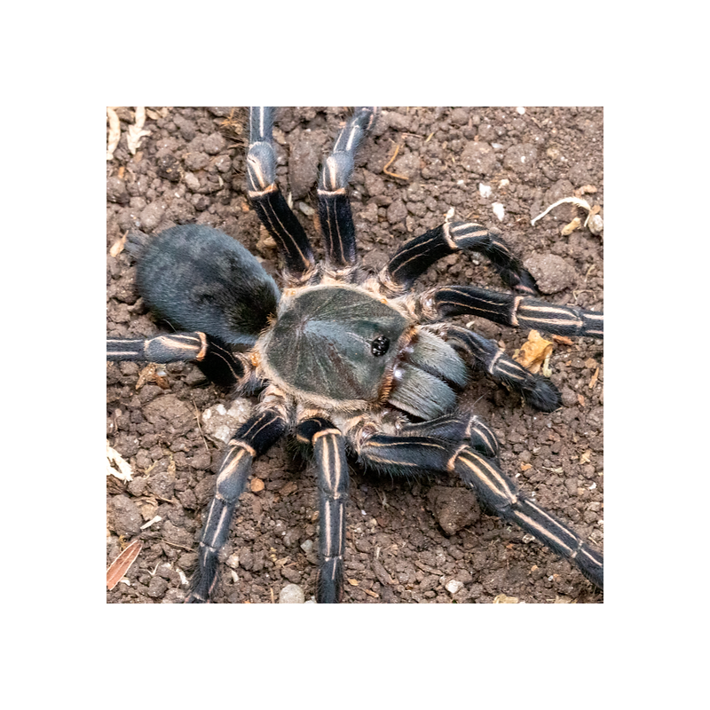 CYRIOPAGOPUS ALBOSTRIATUS 'NAHKON RATCHASIMA' (THAI ZEBRA) 4" female ♀️