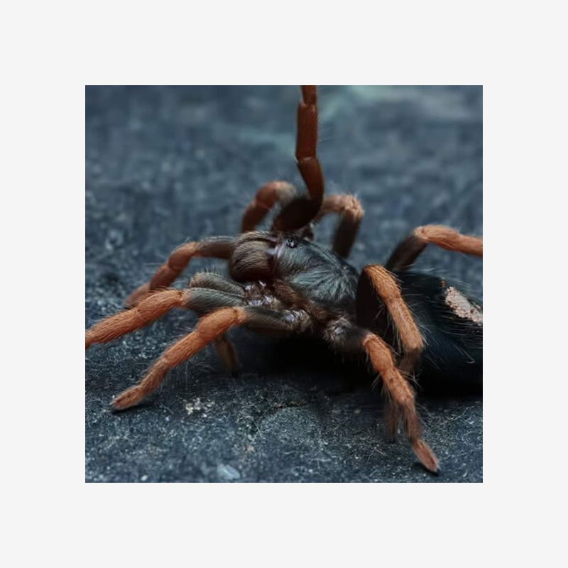 KOCHIANA BRUNNIPES (DWARF PINK LEG) 0.5"