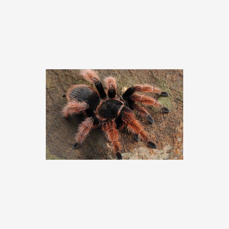 Brachypelma klaasi (Mexican pink tarantula) 4" female ♀️