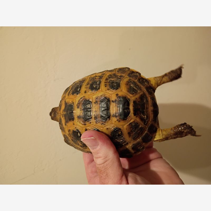 CAPTIVE BORN YOUNG ADULT MALE RUSSIAN TORTOISE
