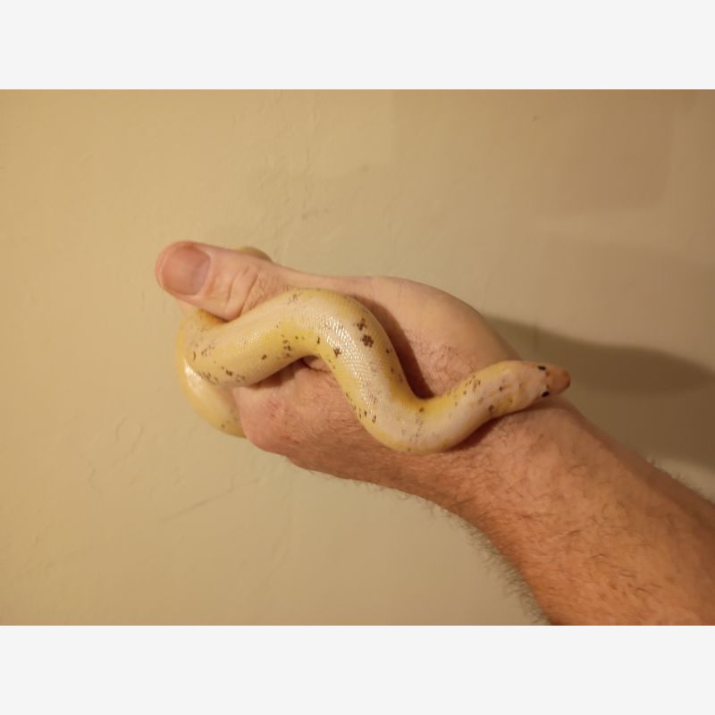 SUB ADULT FEMALE SNOW PARADOX SAND BOA 