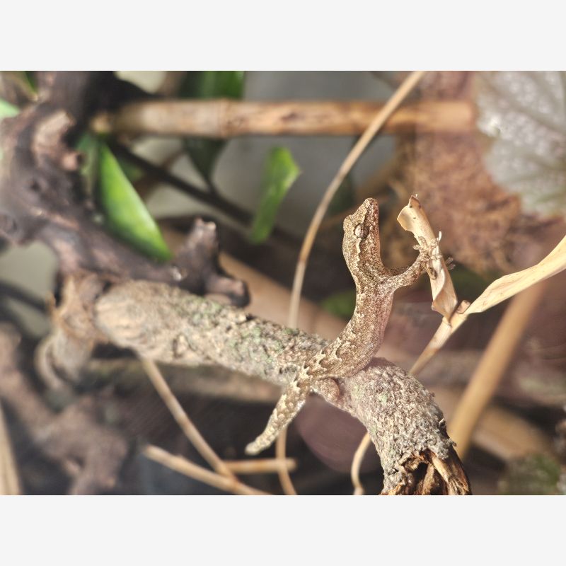 Lepidodactylus lugubris aka Mourning Gecko 