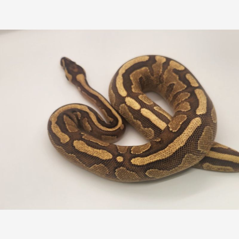 Enchi specter/asphalt 