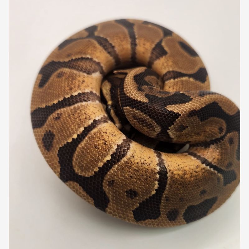 Enchi yellowbelly/specter 