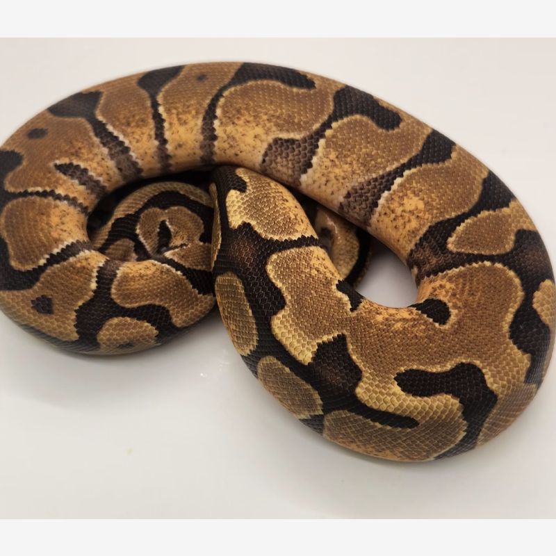 Enchi yellowbelly/specter 