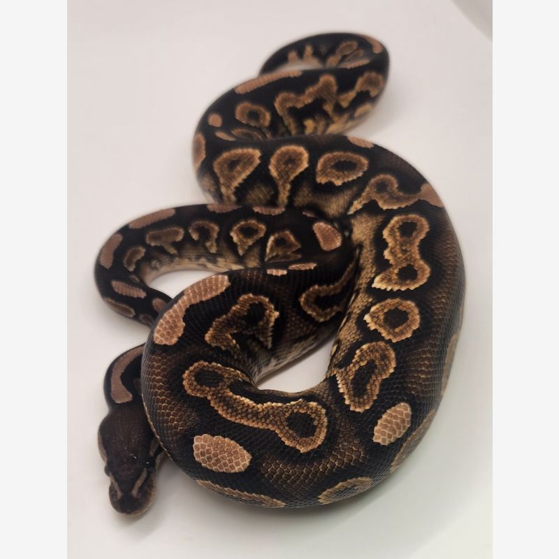Cinnamon yellowbelly 