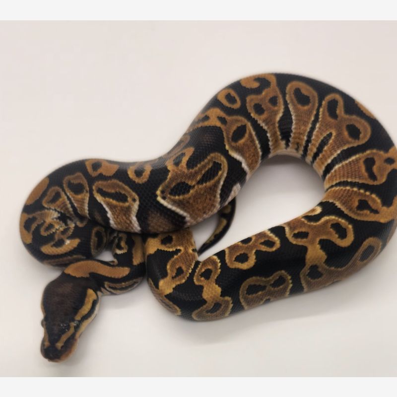 Het pied 50% het vpi axanthic 