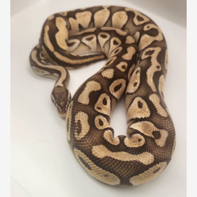 Pastel lesser 50%het clown 