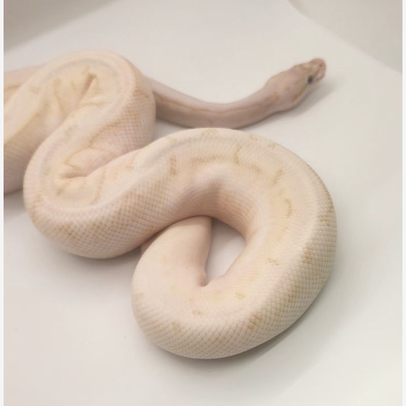 Pastel lesser banana pinstripe spider het pied