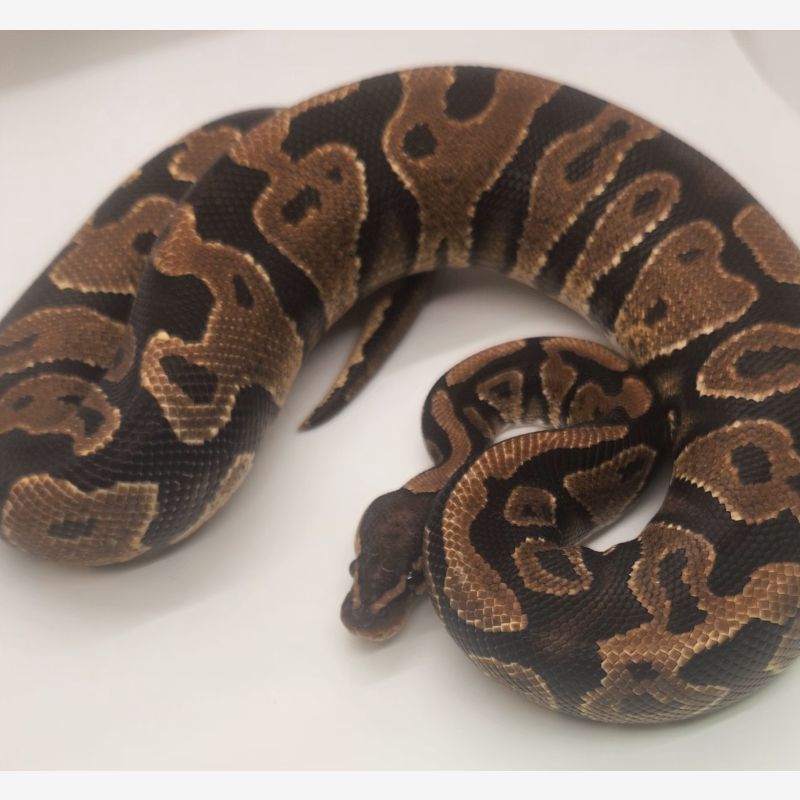 Fire yellowbelly het hypo 