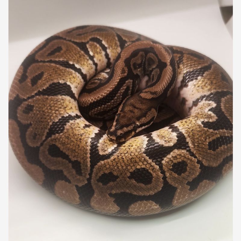 Spotnose het clown (proven)