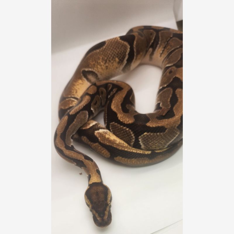 Enchi 33% het clown 33% het hypo 33% het pied