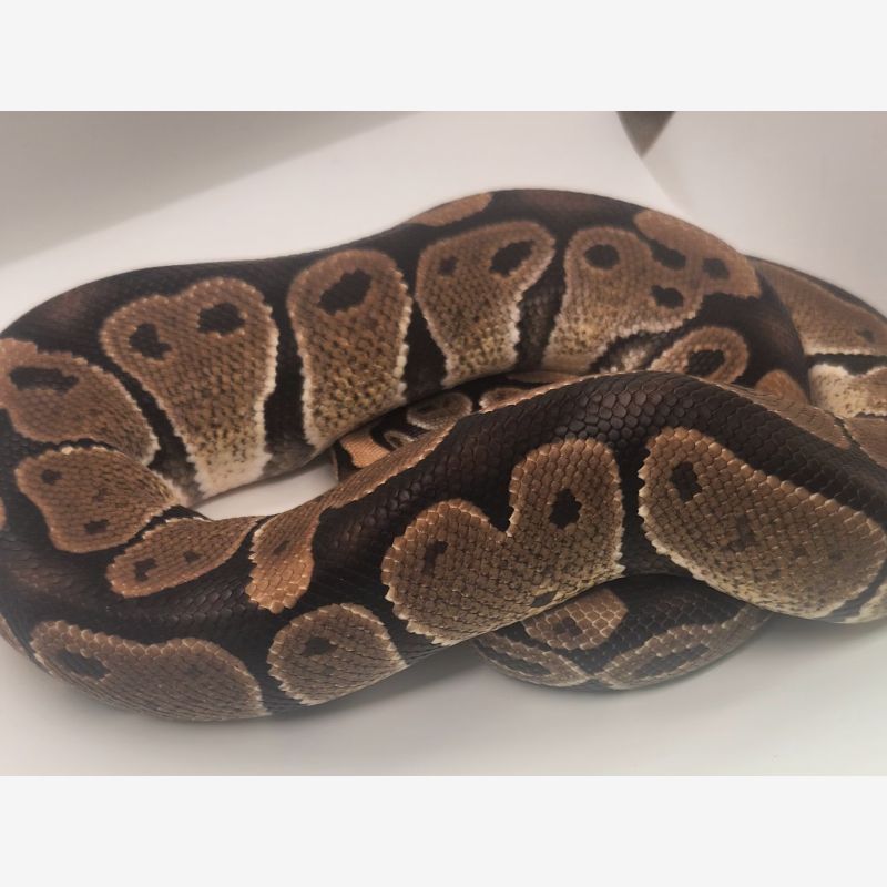 Het lavender albino 