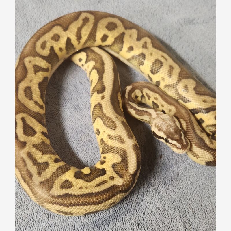 Leopard super pastel yellowbelly fire