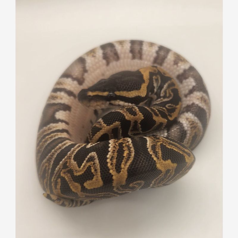 red stripe ghi het clown
