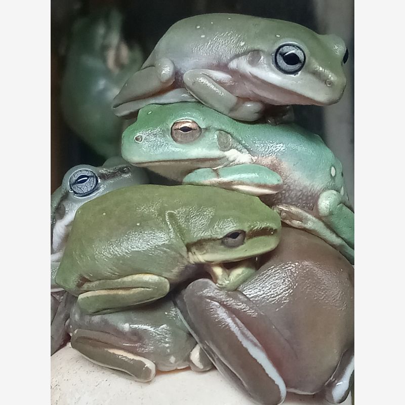 Whites tree frogs