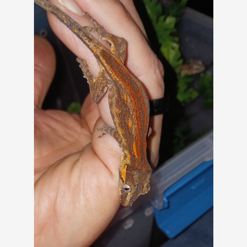 Striped Gargoyle Gecko 