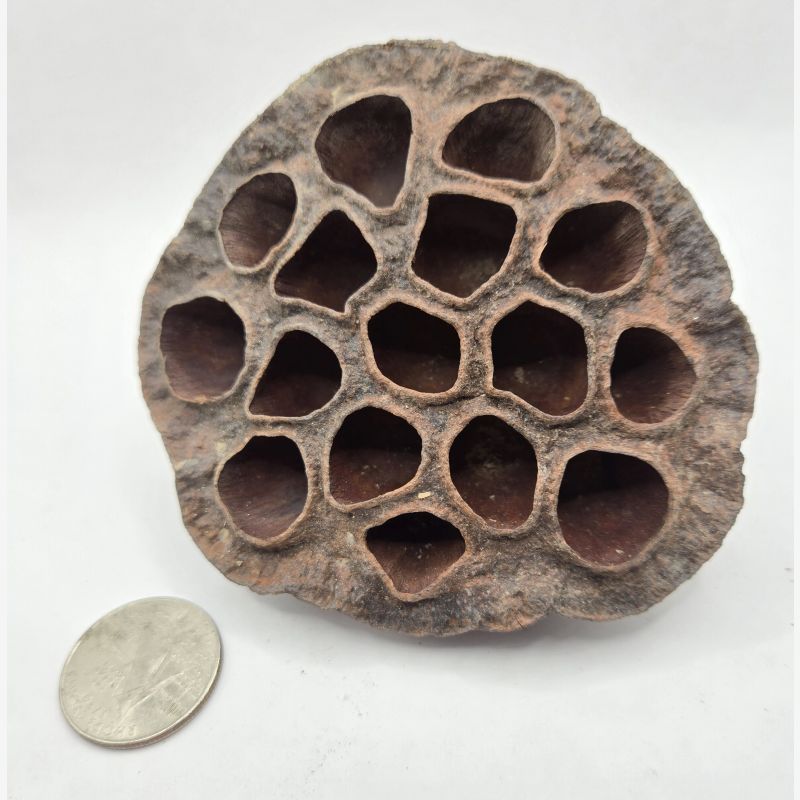 Lotus Seed Pod Heads - 5