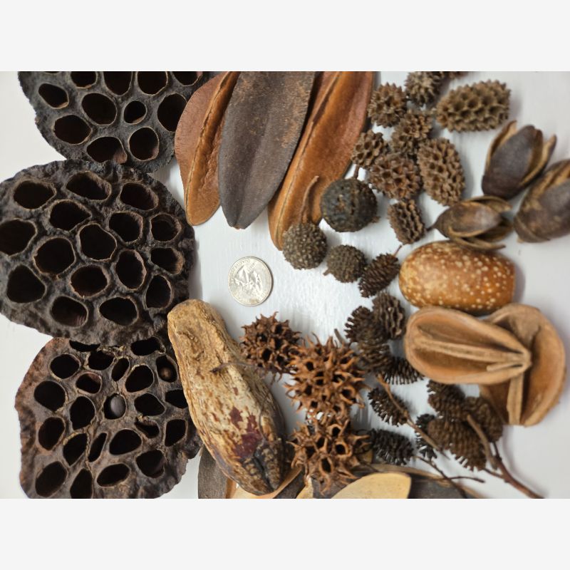Botanical Seed Pods - 46 Pieces