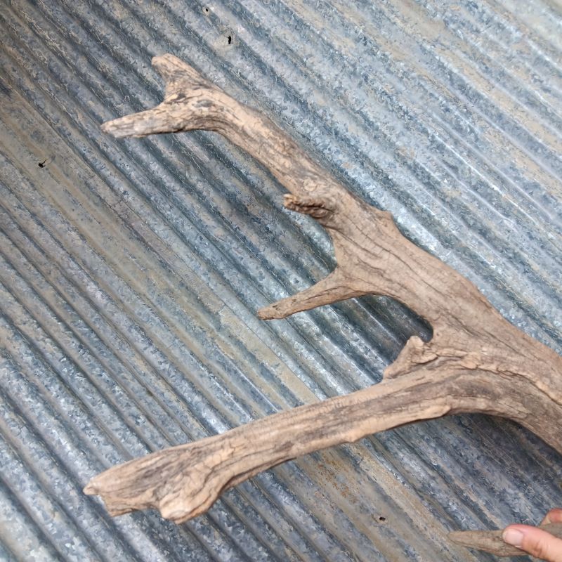 36" Driftwood branch
