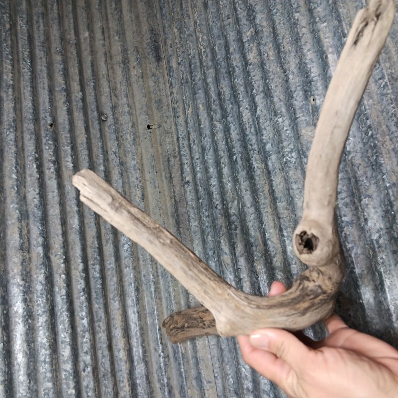 Small Y-shaped branch