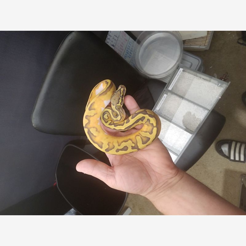 Enchi Hypo Pied