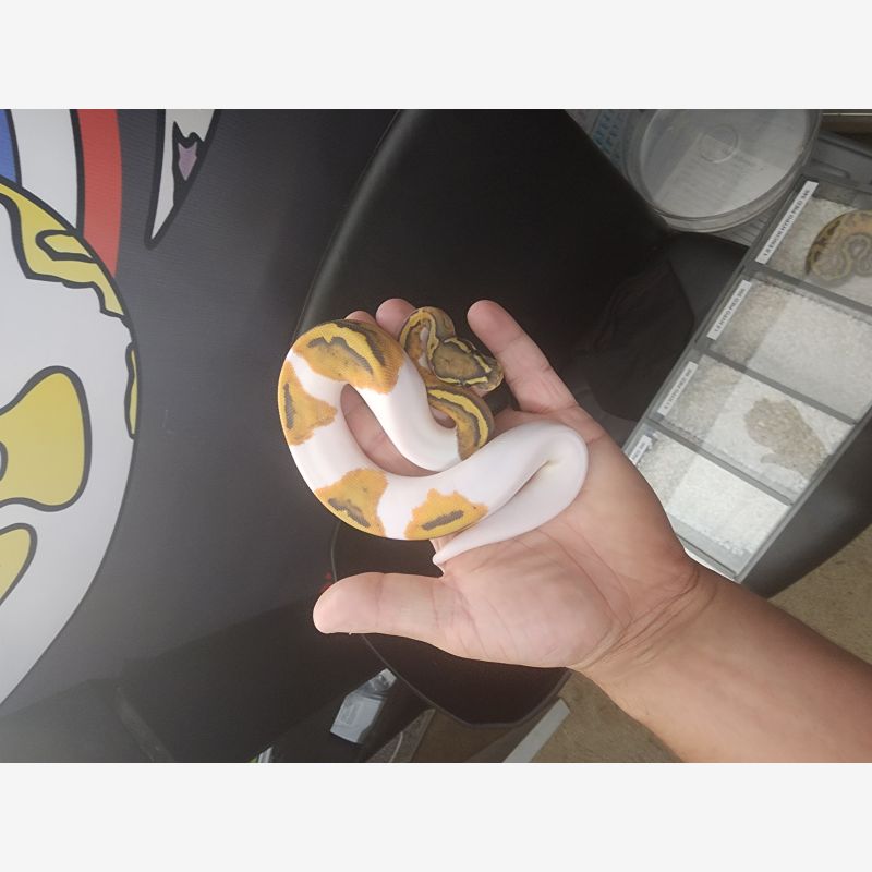 Hypo Pied