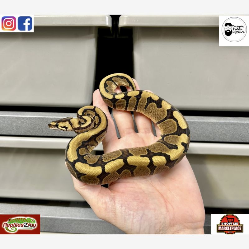 Redstripe poss Super RS 66% Het Clown 50% Het Genetic Stripe