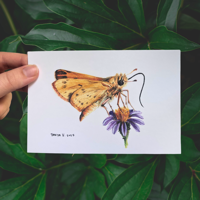 Fiery Skipper Butterfly