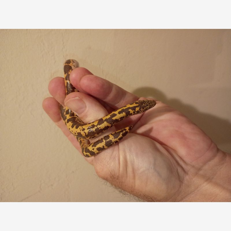 SUB ADULT FEMALE SAND BOA