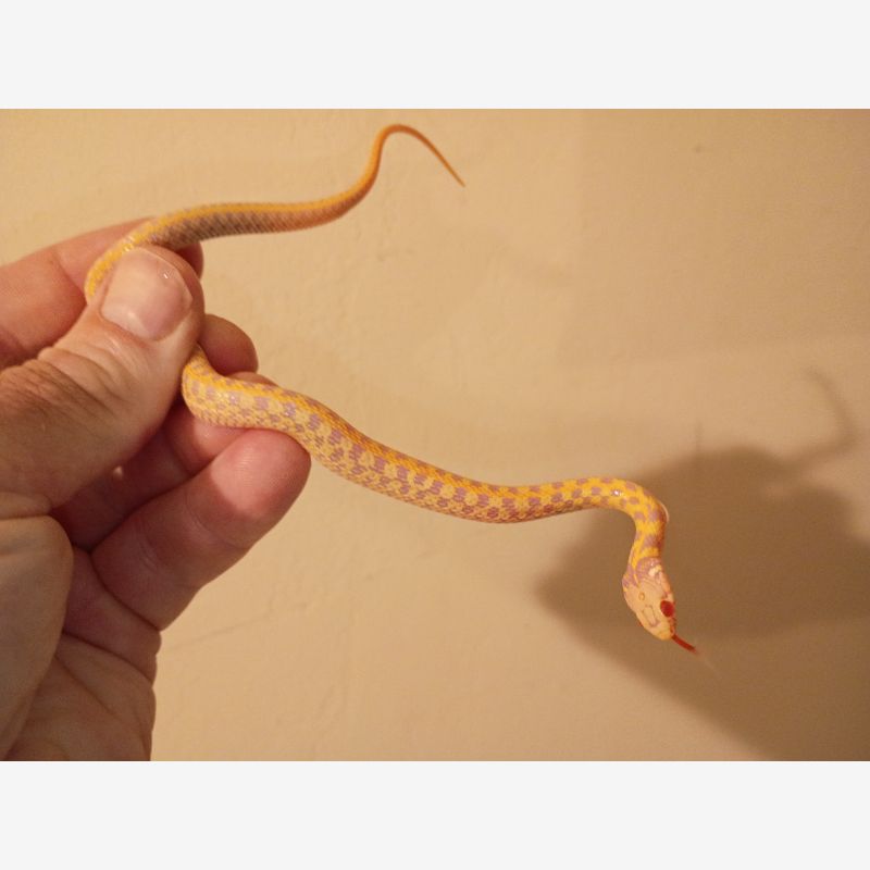 FEMALE ALBINO CHECKERED GARTER SNAKE 