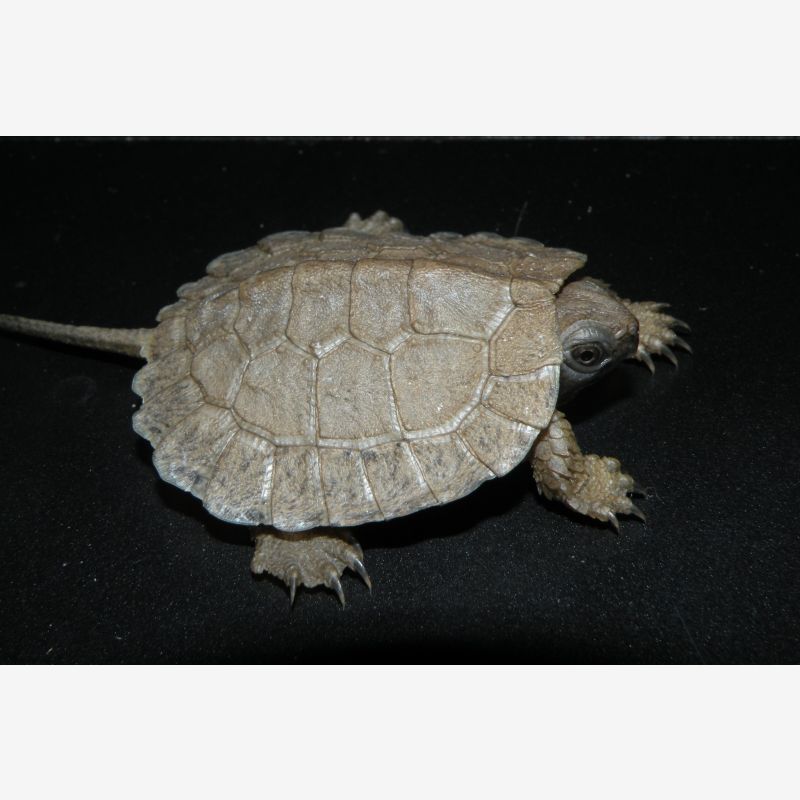 2024 North American Wood Turtles