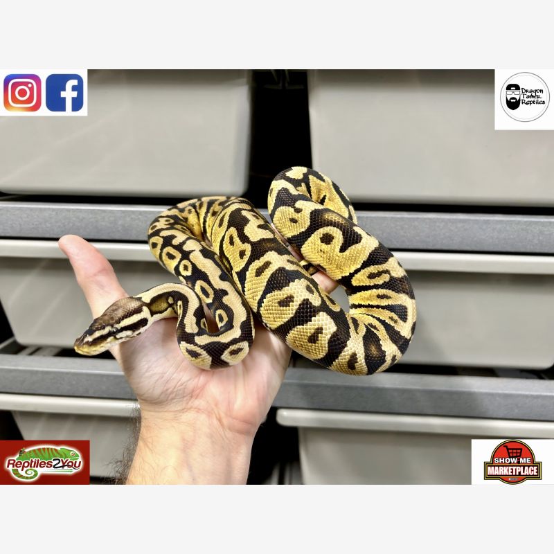Firefly Het Zebra