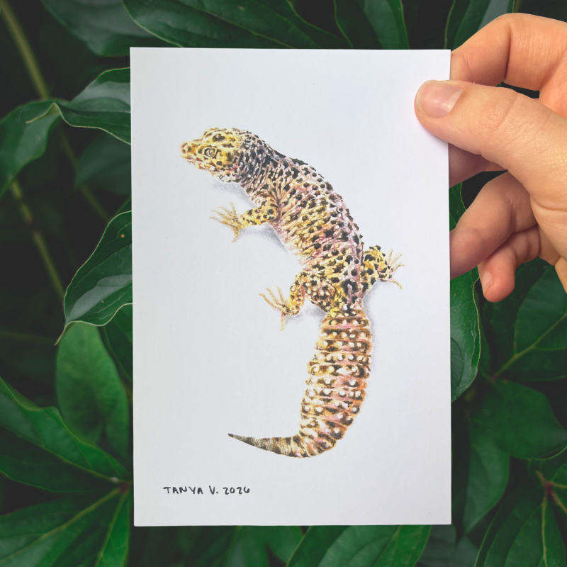 Leopard Gecko Print