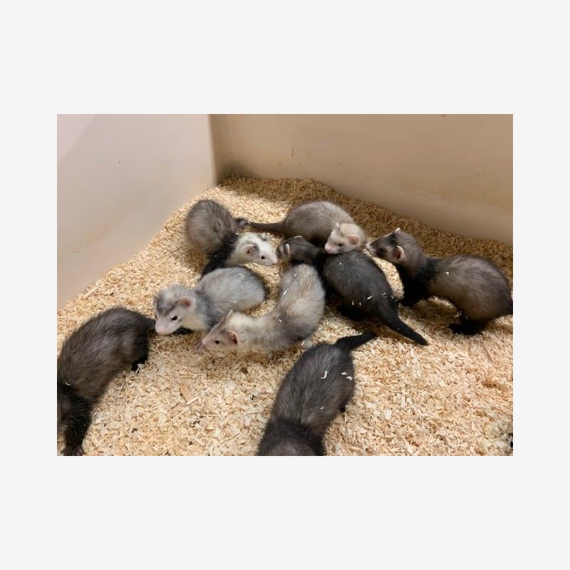 Baby Ferrets