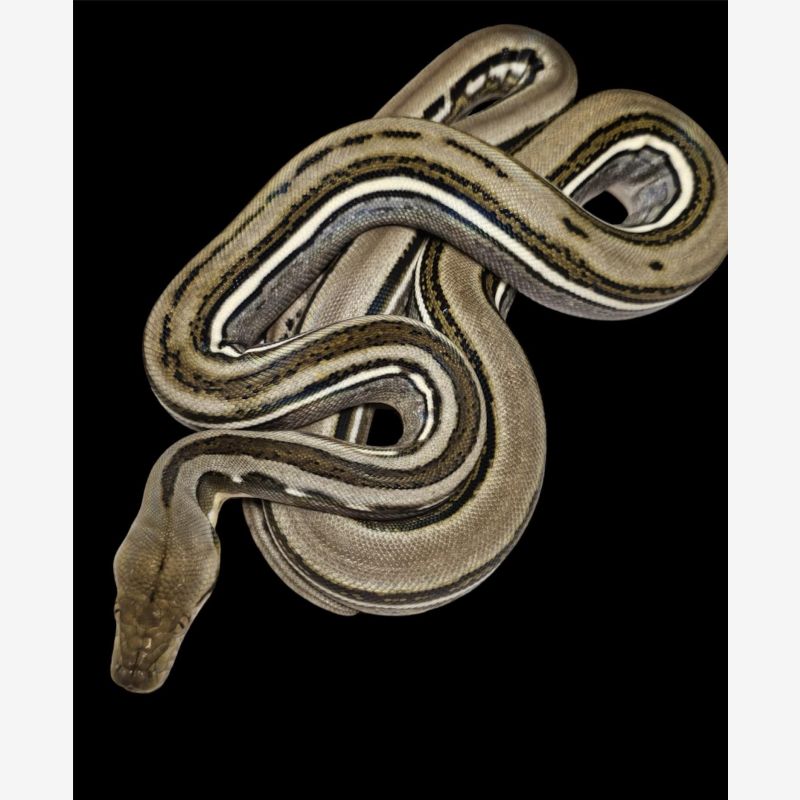 GENETIC STRIPE