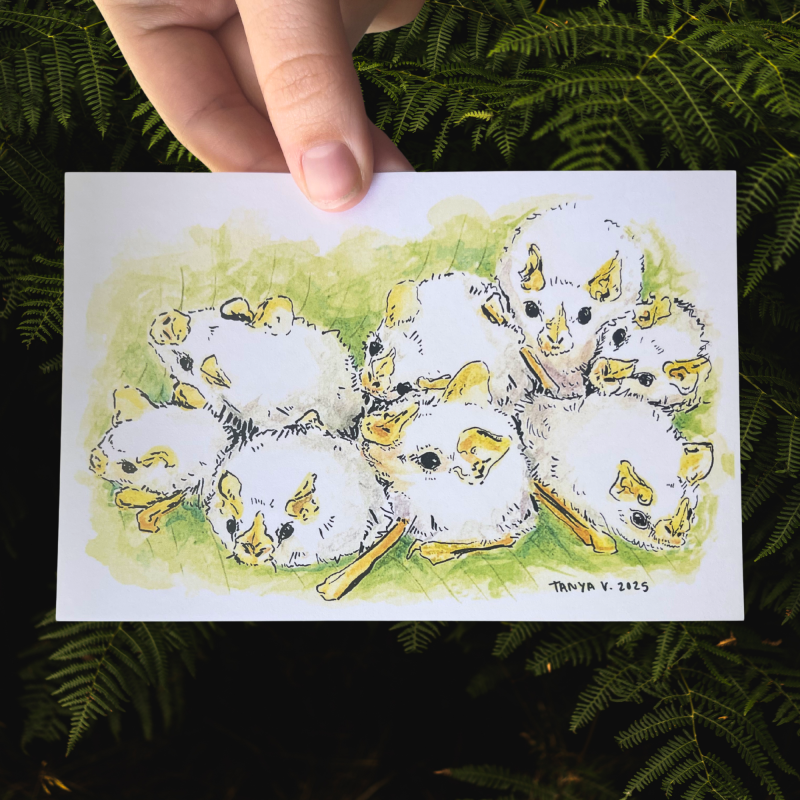 Honduran White Bats Print