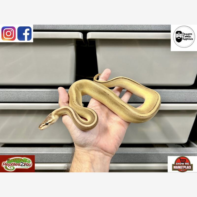 Pastel Lesser Genetic Stripe Het Clown poss Redstripe