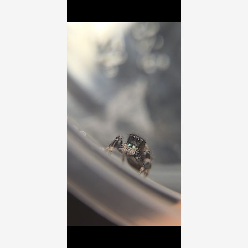 Goose egg- regal male