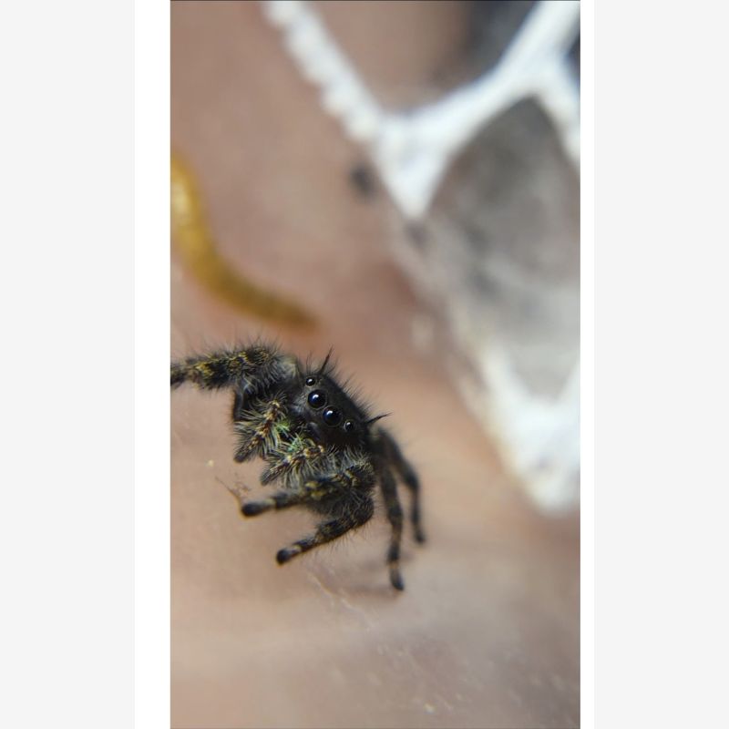 Sunny- Juvenile audax 